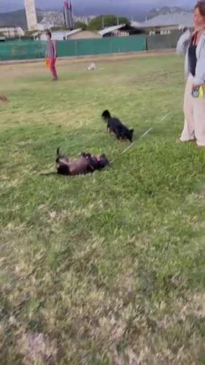 Dog park pupper refuses to leave