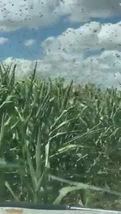 Grasshoppers in Douglas today