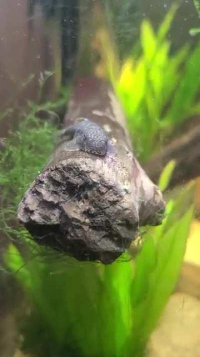 Look at that snoot go!