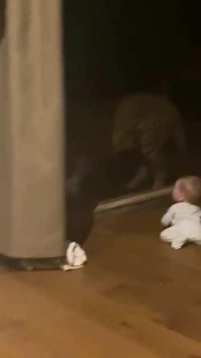 Cheetah Slams Into Window While Charging at Unsuspecting Baby