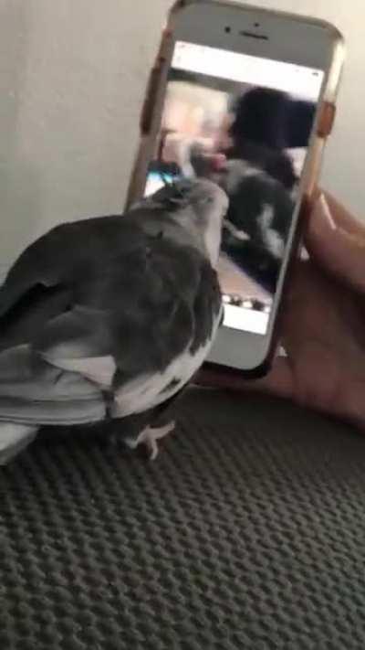 The Little Bird reacting to a video of himself making dinosaur noises, in which he is reacting to a video of himself making dinosaur noises