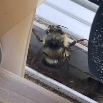 I'm a I'm a I'm a B~