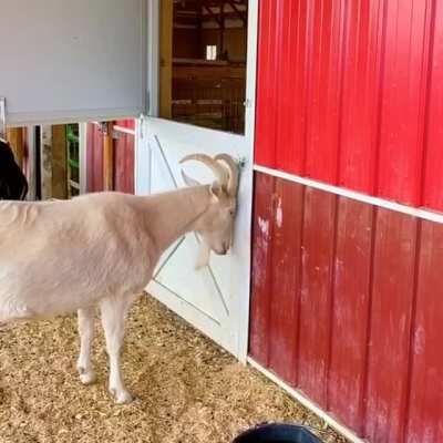 Smart goat unlatches door and opens the barn for everyone