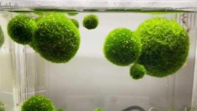 a fun day at glooberland!