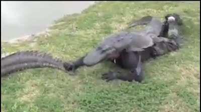 Alligator was not having it tody