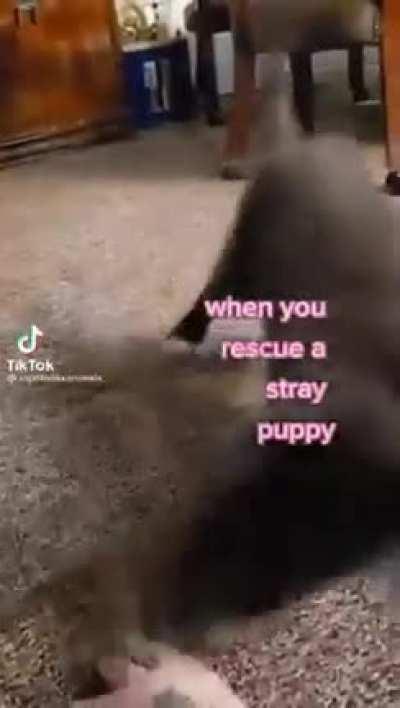 Hades Hellhounds long lost cousin