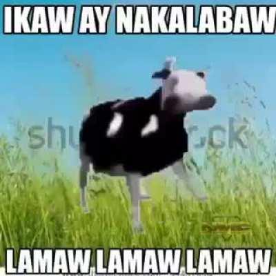 Lamaw, Lamaw, Lamaw...