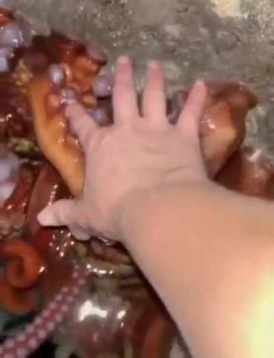 Tickling an octopus