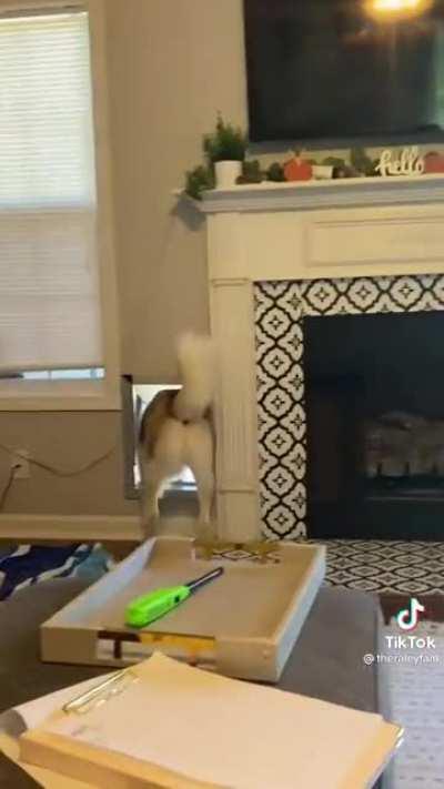 Very mild tantrum, but very Husky behaviour