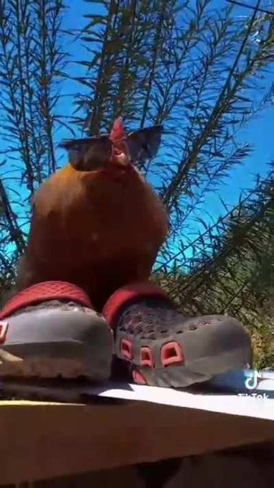 Rescatamos un punto jugando sin defensores y Solari le di&oacute; una lecci&oacute;n pr&aacute;ctica de Kama Sutra a los esconde digo alcanza pelotas de Central. Tengan un buen lunes amigos mishos 🐔🚬