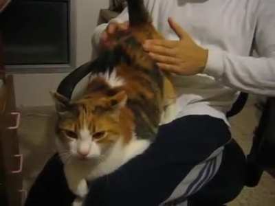 Şap Şap Şap Şap Şap