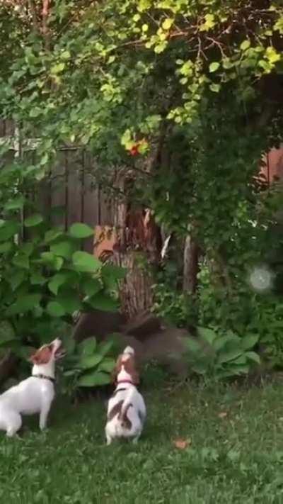 When the Forbidden Fruit is just out of reach.