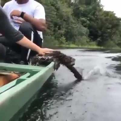 Just a sloth enjoying a boat ride.