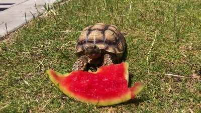Eating a watermelon is a tough job.