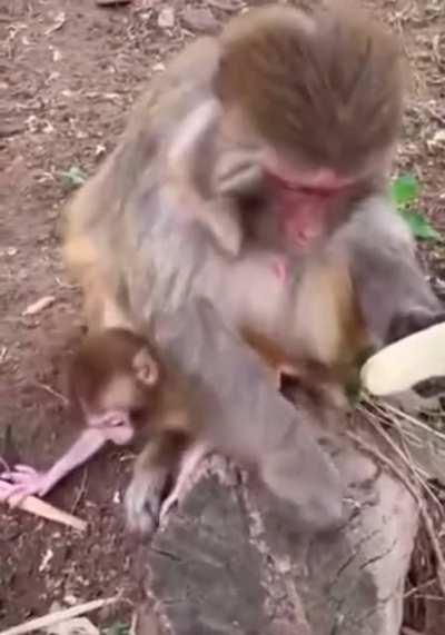 Even Monkeys do not eat the banana strings.