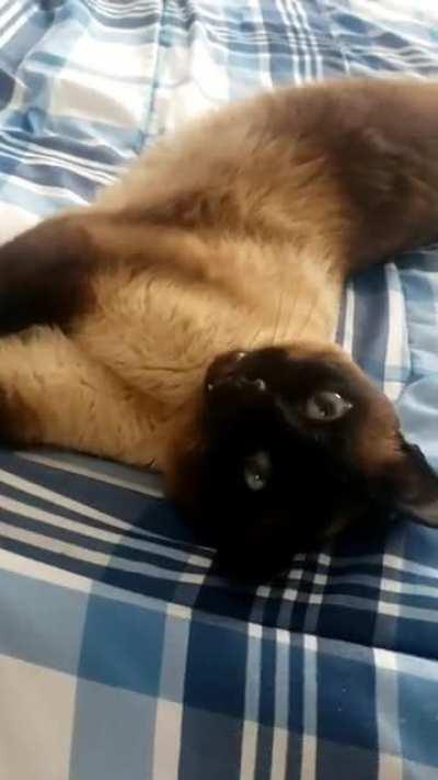 Latte loves to talk.