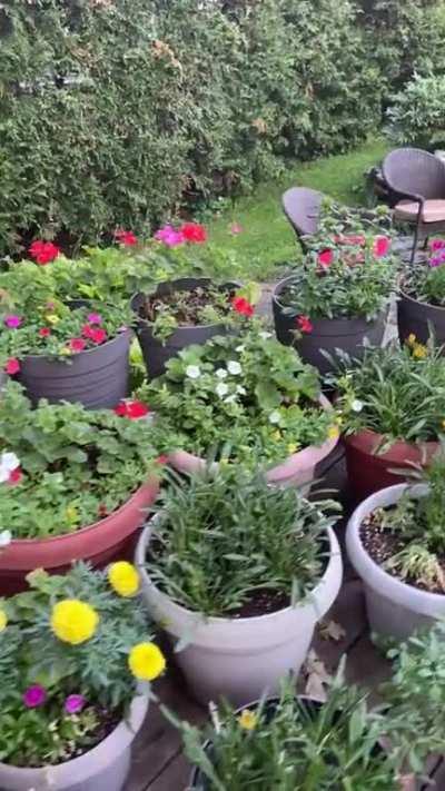 Here is my wife’s garden. 3200 annuals all grown from seed.