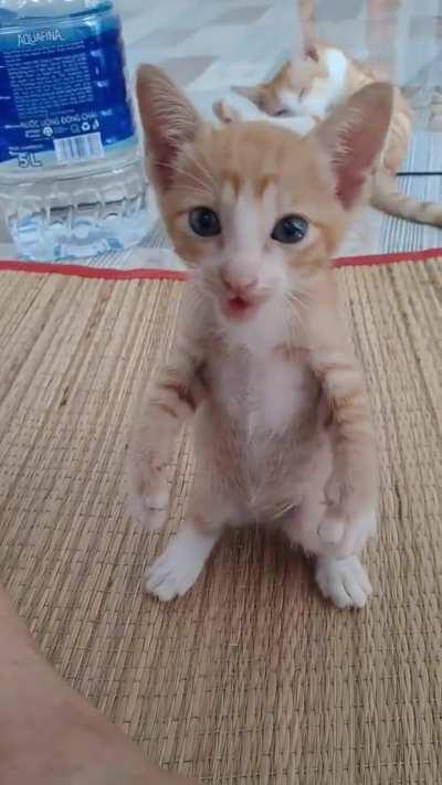 This kitty wants to talk