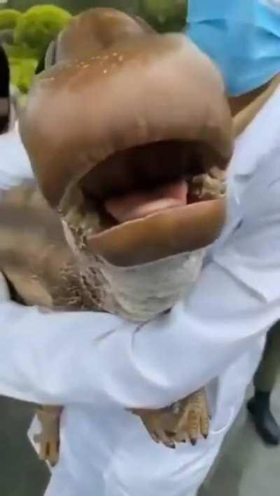 Динозаврик