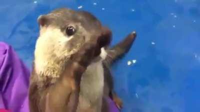 Otter teaches human how to give pets