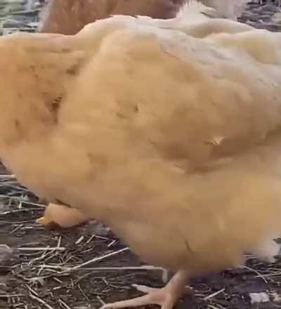 Chickens are omnivores and cannibals