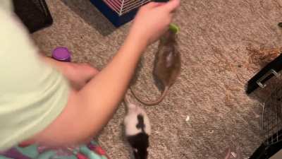 My talented pet rat Coffee stacking cups!