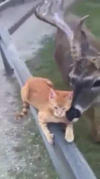 Team work makes the dream work