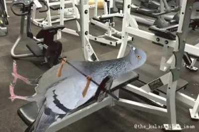 We salute major kabootar :'(