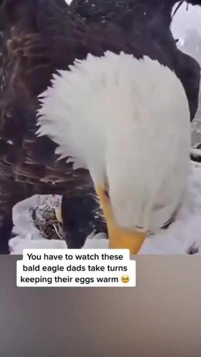 Bald Eagle Parents Taking Turns Keeping The Eggs Warm
