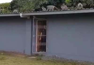 Rehabilitated wild monkey gets a huge hug from family when released..