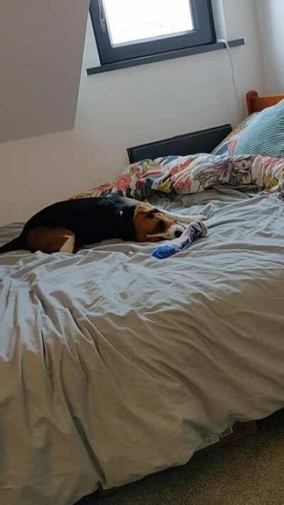 Comes in, moans and leaves, the life of a beagle