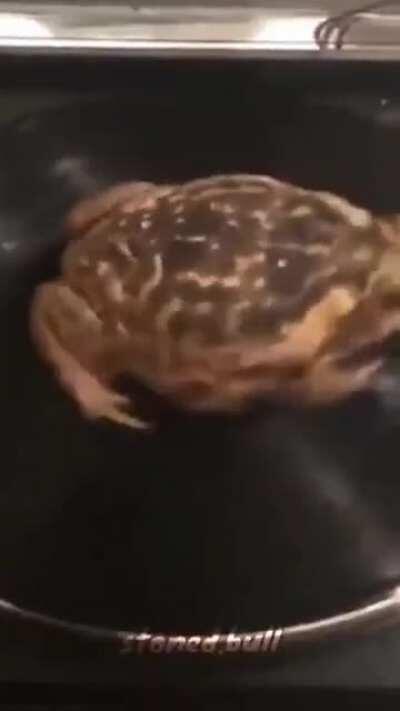 they do be vibing (original- @stoned.bull on instagram)