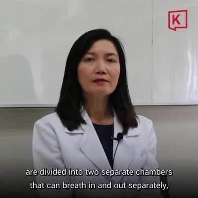 COVID-19 Retrievers: Thailand's first pack of virus-sniffing dogs are ready to look out for people stricken with the disease – even if they are asymptomatic.