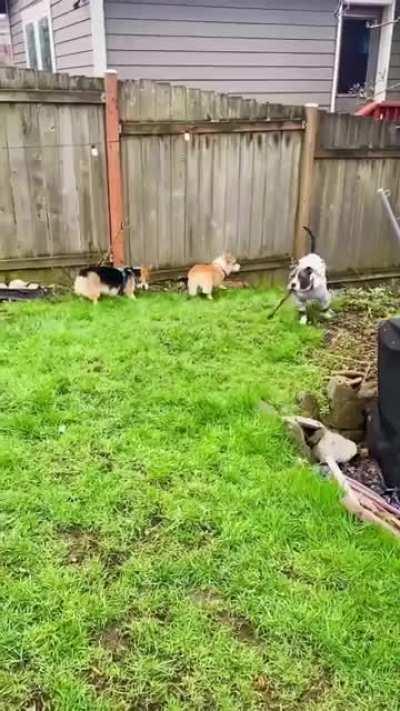 [OC] My pitbull pup was invited to a corgi's first birthday party. What we didn't expect was all the guests to be corgis