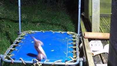 Stoat on a trampoline practicing his dismount