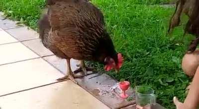 You chickens may look classy but do they drink in fancy cups?