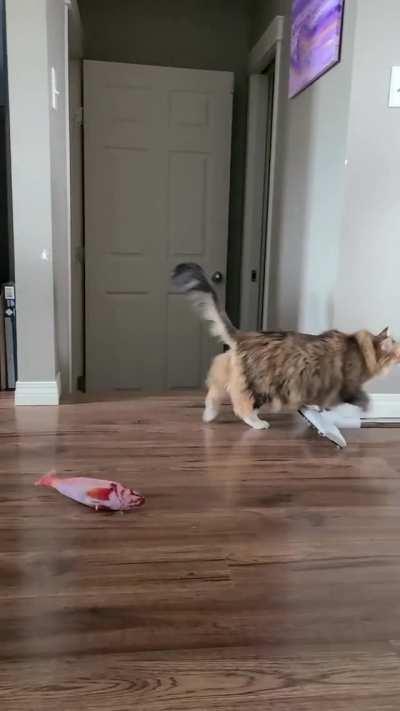 Why we can't have plants in our house.