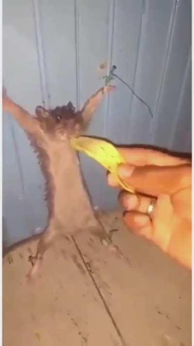 I found this on a discord server