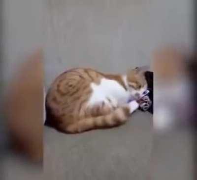 Cat reaction after seeing her dead owner