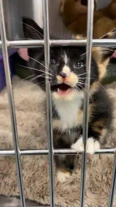 Hardened criminal tries to verbally abuse guard in order to get out of jail!