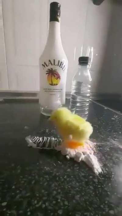 mascotinho que o Mufinha arrumou e vai levar pra festinha dos subs 😎👍🏾🍃