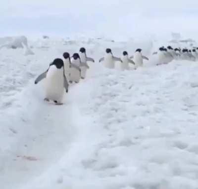 Gif di u/drak0bsidian