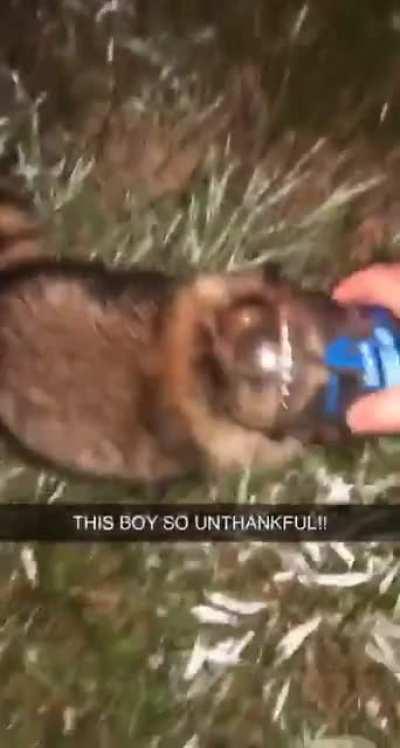 This raccoon got mad after my little brother took his drink