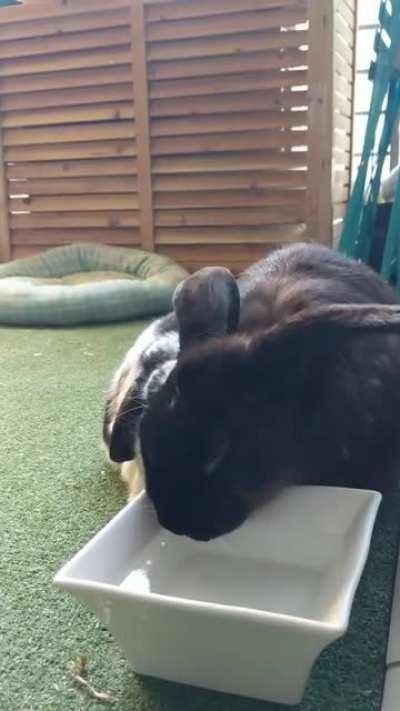 Water bowl bath time