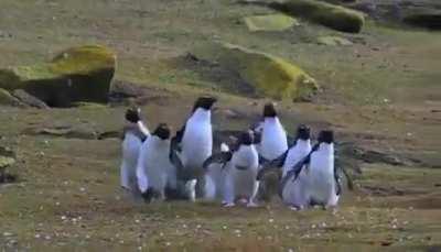 Penguins chasing a butterfly