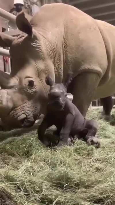 Look at this distinguished gentleman