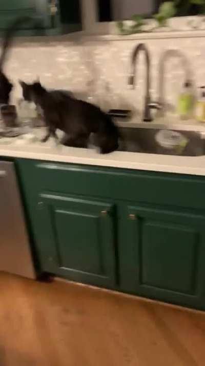 Kitties are not allowed on counters.