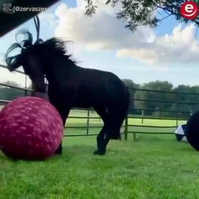 must be a great dane