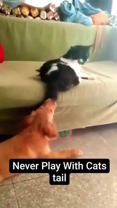 Always ask permission before playing with cat's tail…….😹