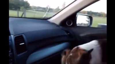 Puppy realizes he is at the dog park and gets excited